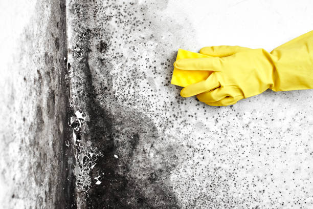 Best Emergency Mold Removal  in Cheree, OK