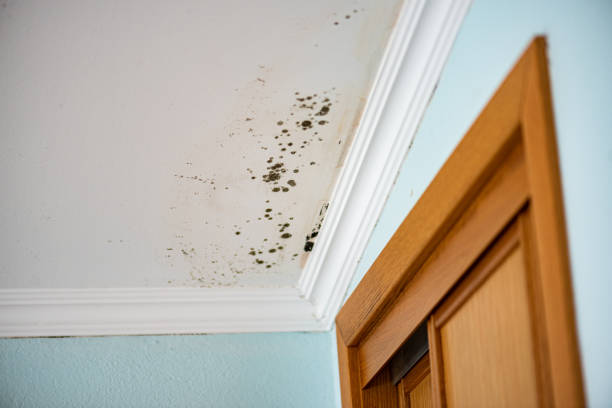 Best Crawl Space Mold Removal  in Cheree, OK