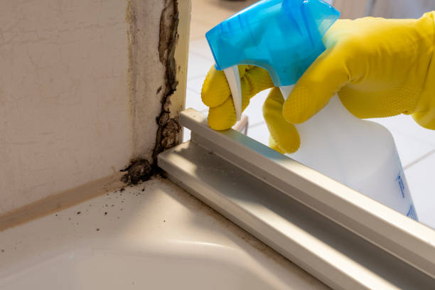 Best Mold Removal Process  in Cheree, OK