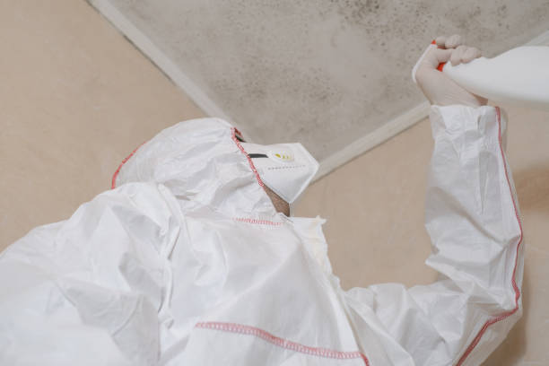 Best Same-Day Mold Removal  in Cheree, OK
