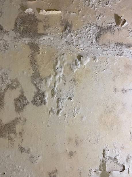 Best Mold Inspection  in Cheree, OK