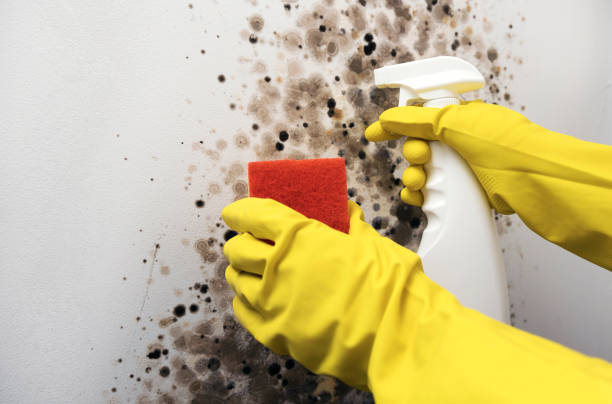 Best Local Mold Removal Service  in Cheree, OK