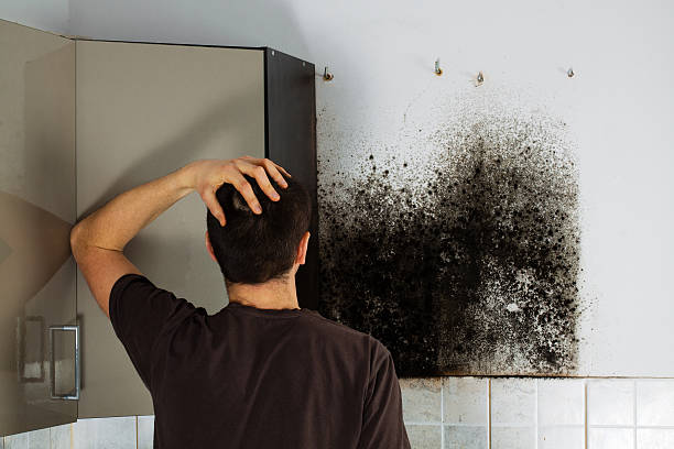 Best Mold Damage Repair  in Cheree, OK